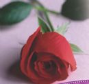 JLI - ''A Rose Among Thorns''